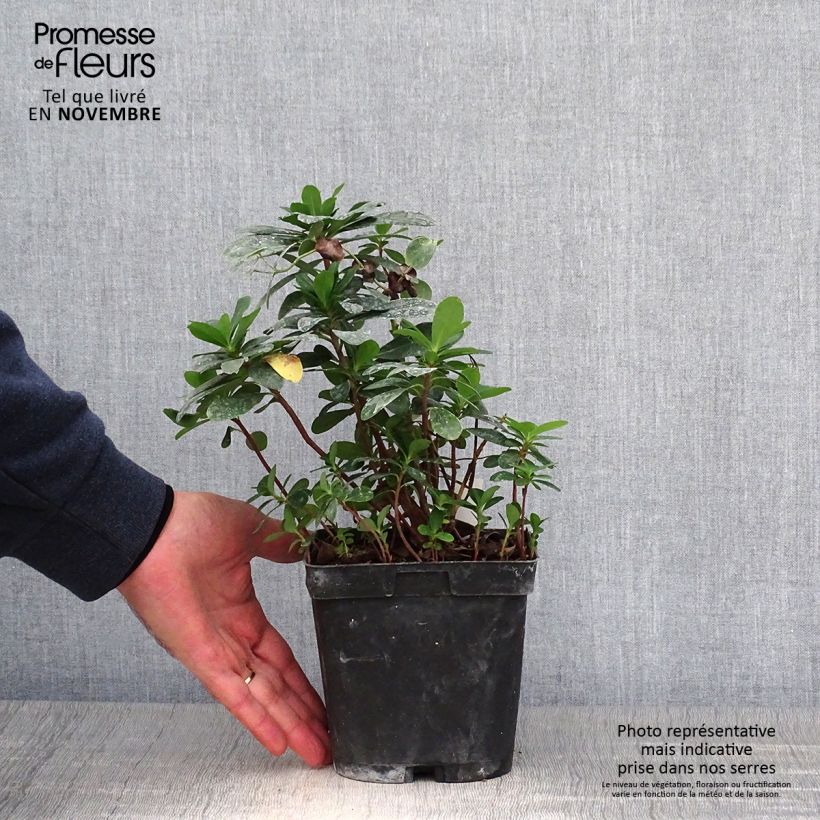Exemplaar van Euphorbia amygdaloïdes var. robbiae - Amandelwolfsmelk Pot van 2 l/3 l zoals geleverd in de herfst