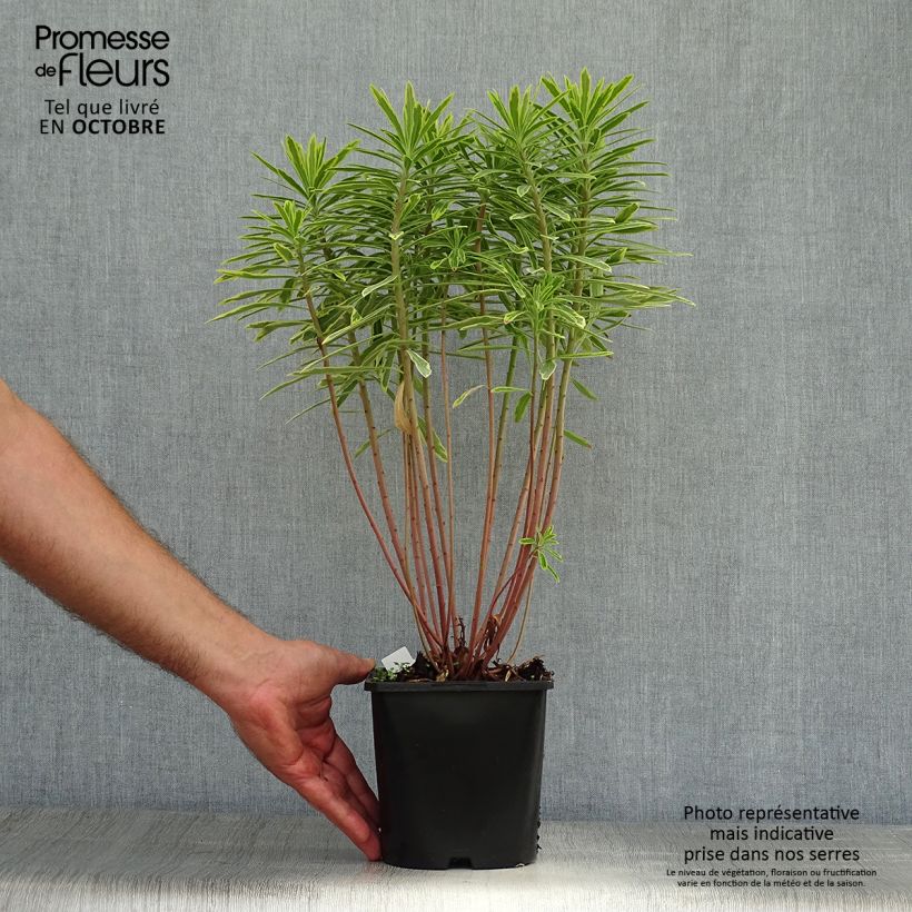 Exemplaar van Euphorbia Ascot Rainbow - Wolfsmelk Pot van 1,5 l/2 l zoals geleverd in de herfst