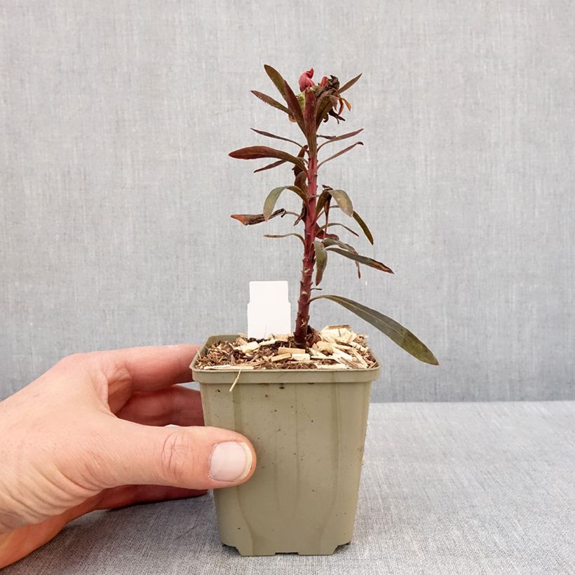 Exemplaar van Euphorbia Black Bird - Wolfsmelk Kweekpotje van 8/9 cm zoals geleverd in de winter