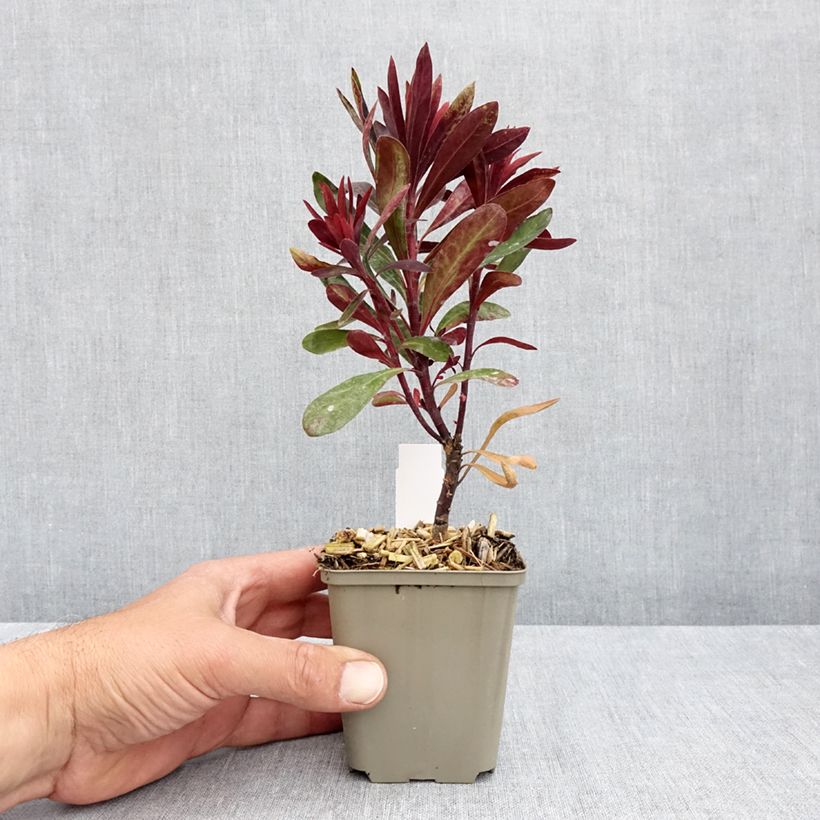 Exemplaar van Euphorbia Black Bird - Wolfsmelk Kweekpotje van 8/9 cm zoals geleverd in de lente