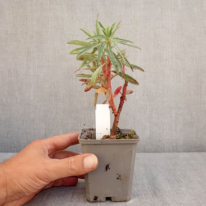 Exemplaar van Euphorbia characias Blue Wonder - Wolfsmelk Kweekpotje van 8/9 cm zoals geleverd in de zomer