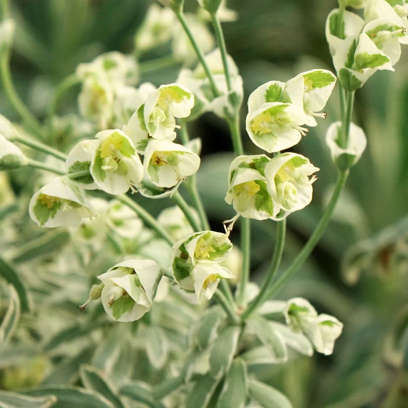 Euphorbia characias Glacier Blue - Wolfsmelk (Bloei)
