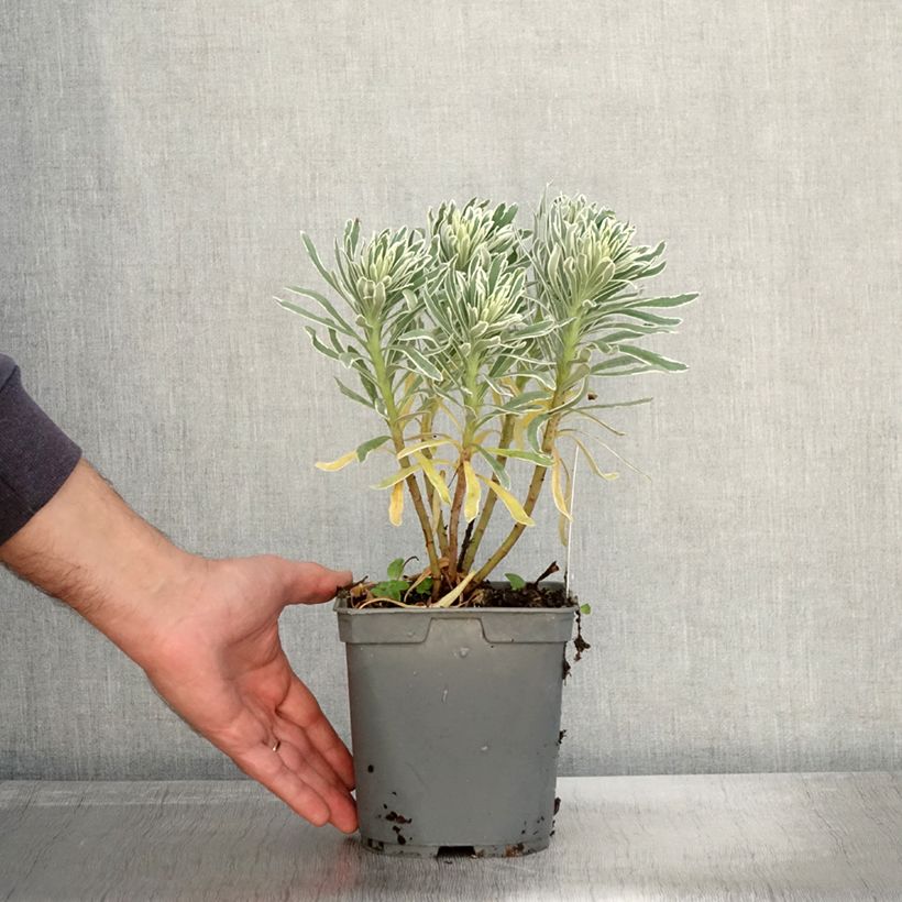 Exemplaar van Euphorbia characias Glacier Blue - Wolfsmelk Pot van 1,5 l/2 l zoals geleverd in de herfst