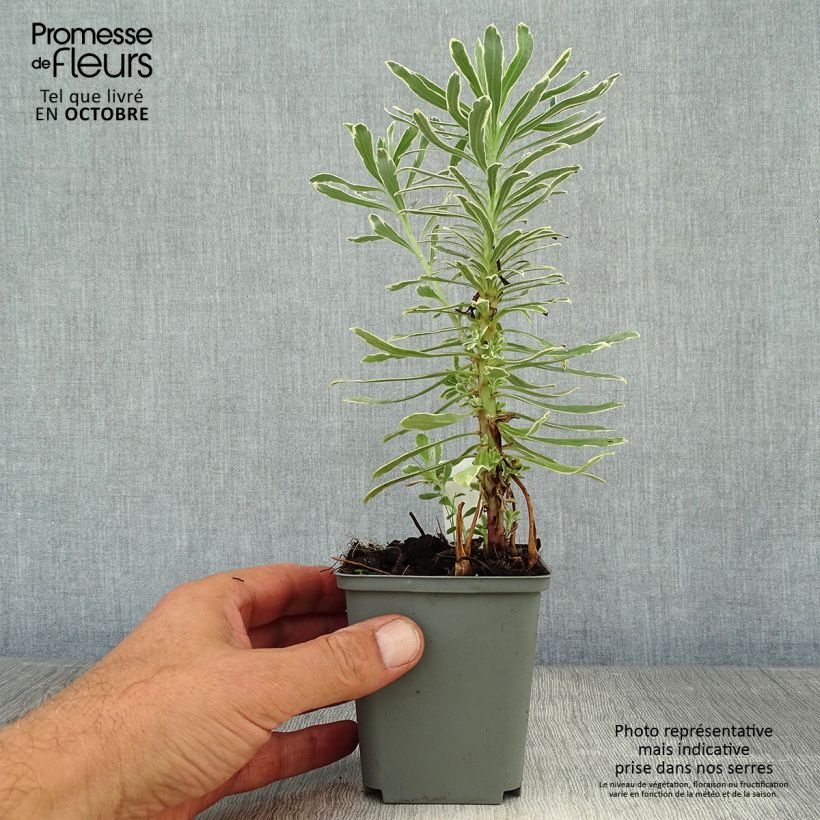 Exemplaar van Euphorbia characias Wilcott - Wolfsmelk Kweekpotje van 8/9 cm zoals geleverd in de herfst