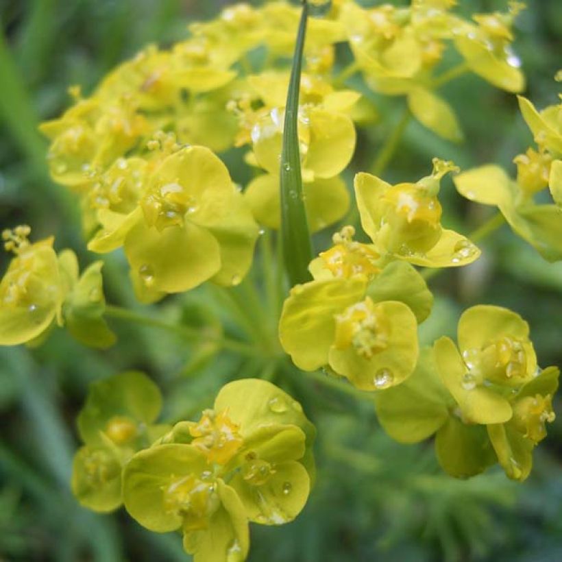 Euphorbia cyparissias - Cipreswolfsmelk (Bloei)