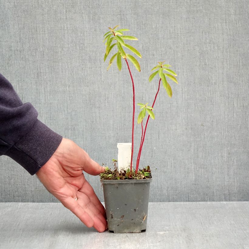 Exemplaar van Euphorbia cornigera - Wolfsmelk Kweekpotje van 8/9 cm zoals geleverd in de herfst