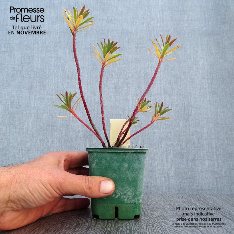 Exemplaar van Euphorbia nicaeensis - Wolfsmelk Kweekpotje van 8/9 cm zoals geleverd in de herfst