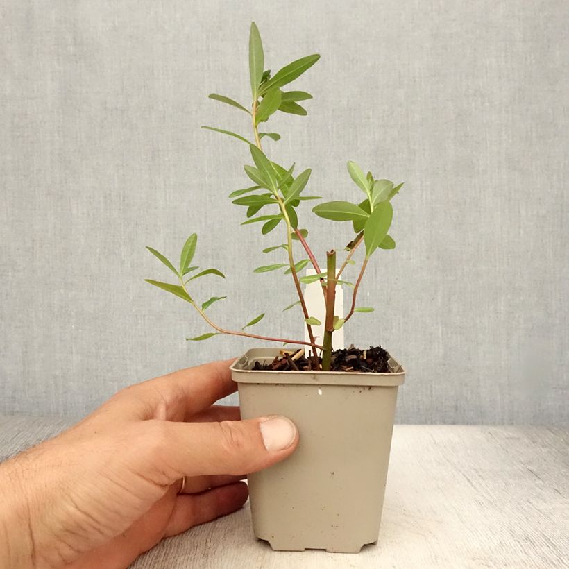 Exemplaar van Euphorbia palustris Walenburg's Glory - Moeraswolfsmelk Kweekpotje van 8/9 cm zoals geleverd in de zomer