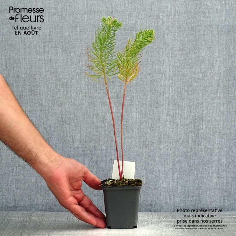 Exemplaar van Euphorbia cyparissias - Cipreswolfsmelk Kweekpotje van 8/9 cm zoals geleverd in de zomer