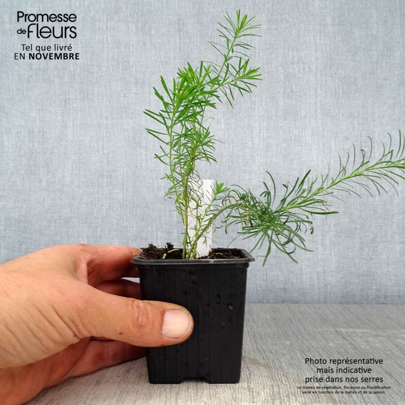 Exemplaar van Euphorbia waldsteinii Betten - Wolfsmelk Kweekpotje van 8/9 cm zoals geleverd in de herfst