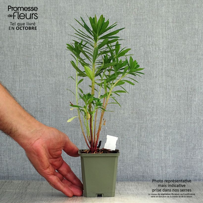 Exemplaar van Euphorbia martinii - Wolfsmelk Kweekpotje van 8/9 cm zoals geleverd in de herfst