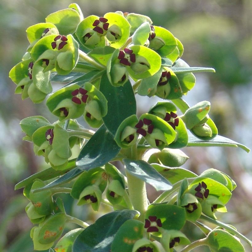 Euphorbia characias Black Pearl - Wolfsmelk (Bloei)