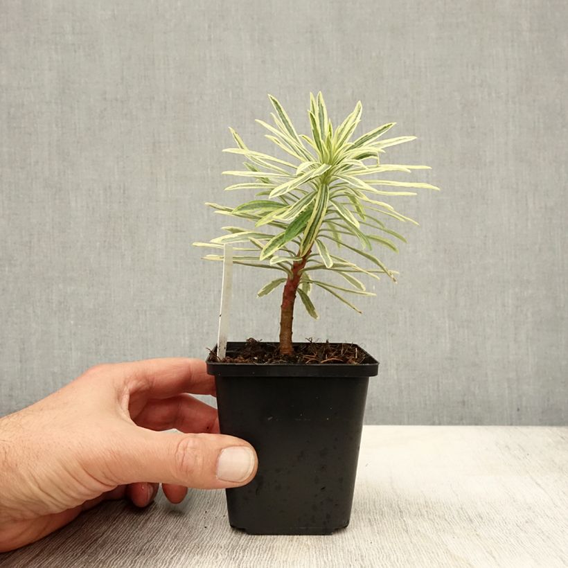 Exemplaar van Euphorbia characias Emmer Green - Wolfsmelk Kweekpotje van 8/9 cm zoals geleverd in de herfst