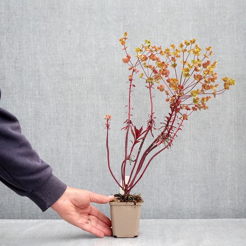 Exemplaar van Euphorbia characias Miners Merlot - Wolfsmelk Kweekpotje van 8/9 cm zoals geleverd in de lente