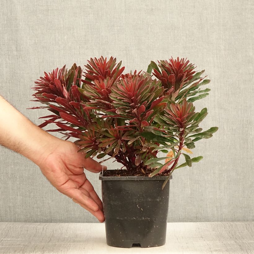 Exemplaar van Euphorbia characias Miners Merlot - Wolfsmelk Pot van 1 l/1,5 l zoals geleverd in de zomer