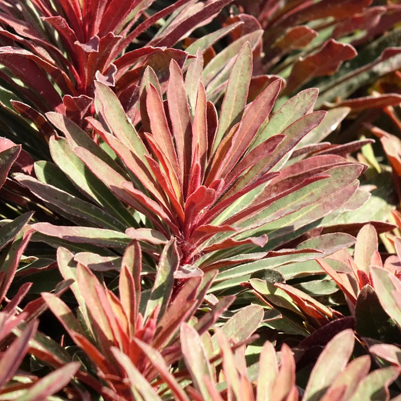 Euphorbia characias Miners Merlot - Wolfsmelk (Blad)