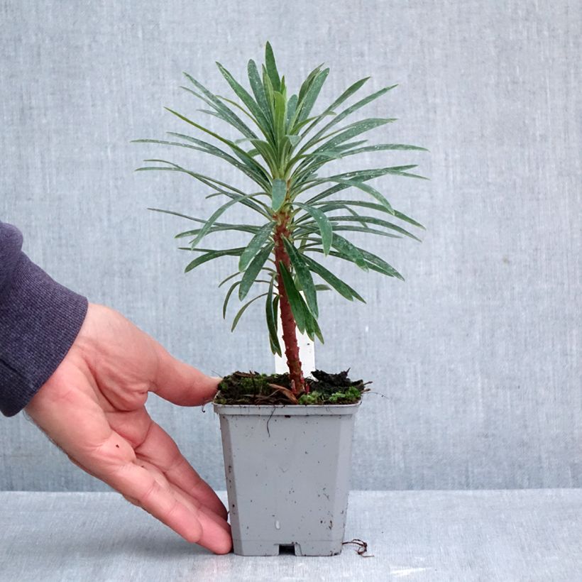 Exemplaar van Euphorbia characias Purple and Gold - Wolfsmelk Kweekpotje van 8/9 cm zoals geleverd in de herfst