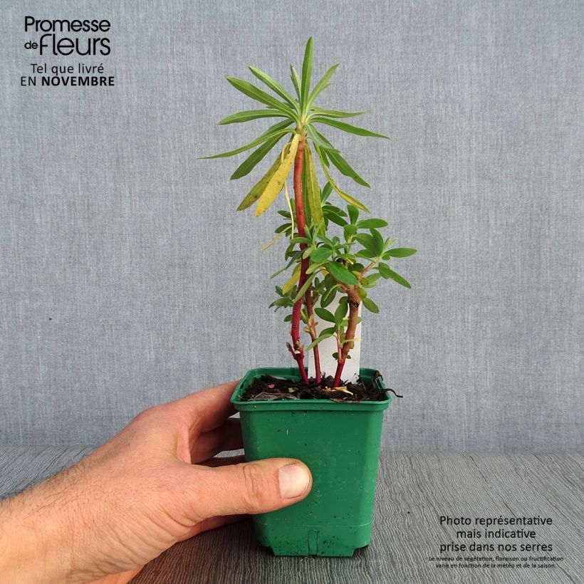 Exemplaar van Euphorbia characias ssp. characias - Wolfsmelk Kweekpotje van 8/9 cm zoals geleverd in de herfst