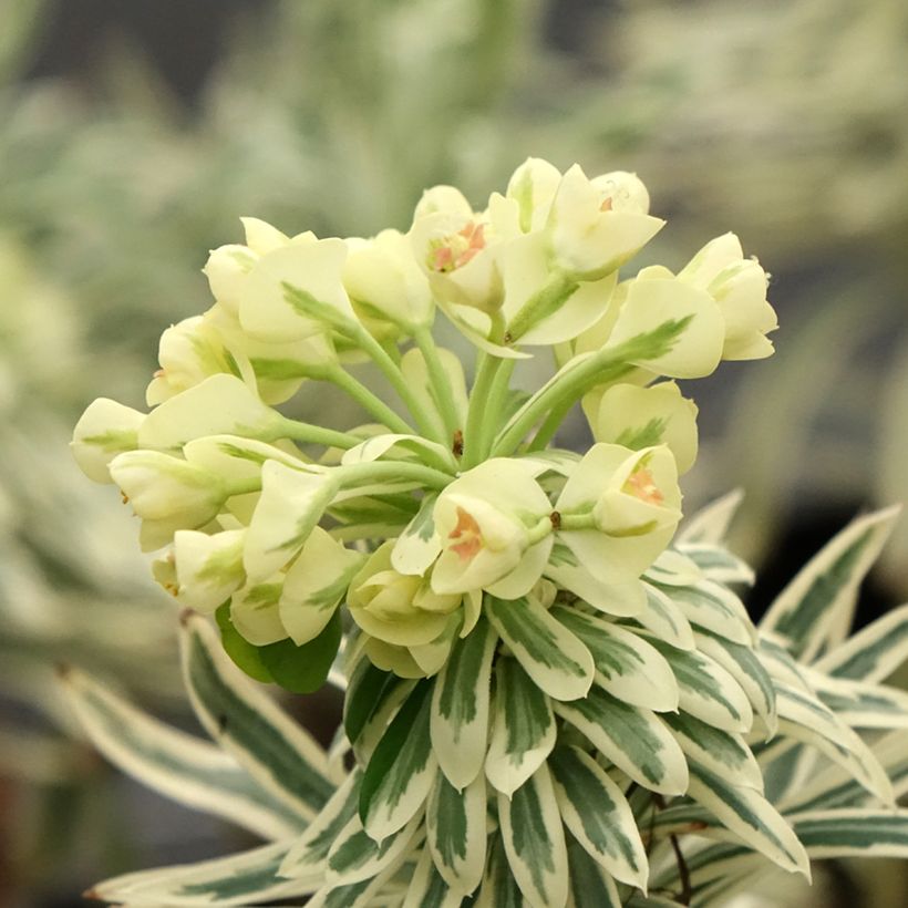 Euphorbia characias Tasmanian Tiger - Wolfsmelk (Bloei)