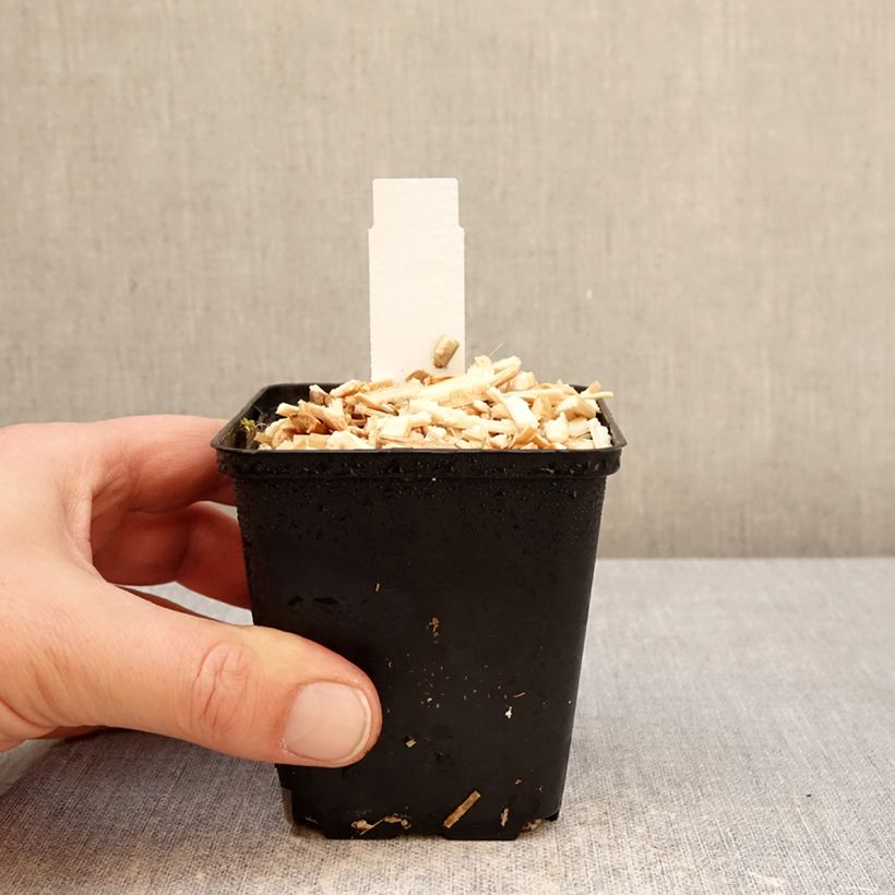 Exemplaar van Euphorbia griffithii Dixter - Wolfsmelk Kweekpotje van 8/9 cm zoals geleverd in de winter