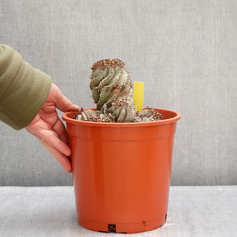 Exemplaar van Euphorbia horrida alba - Afrikaanse melkvat Pot van 4 l/5 l zoals geleverd in de winter