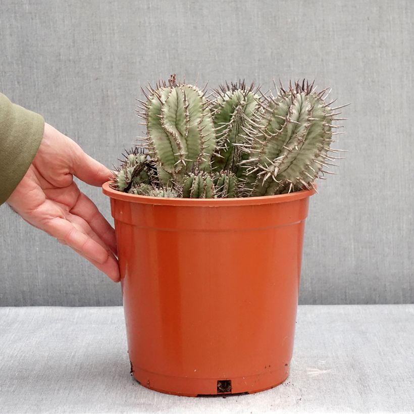 Exemplaar van Euphorbia horrida - Afrikaanse melkvat Pot van 4 l/5 l zoals geleverd in de winter