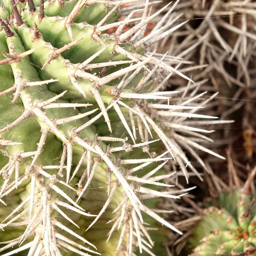 Euphorbia horrida - Afrikaanse melkvat (Blad)