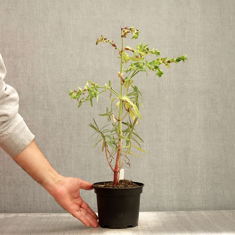 Exemplaar van Euphorbia lathyris - Kruisbladige wolfsmelk Pot van 2 l/3 l zoals geleverd in de herfst