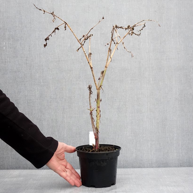 Exemplaar van Euphorbia lathyris - Kruisbladige wolfsmelk Pot van 2 l/3 l zoals geleverd in de winter