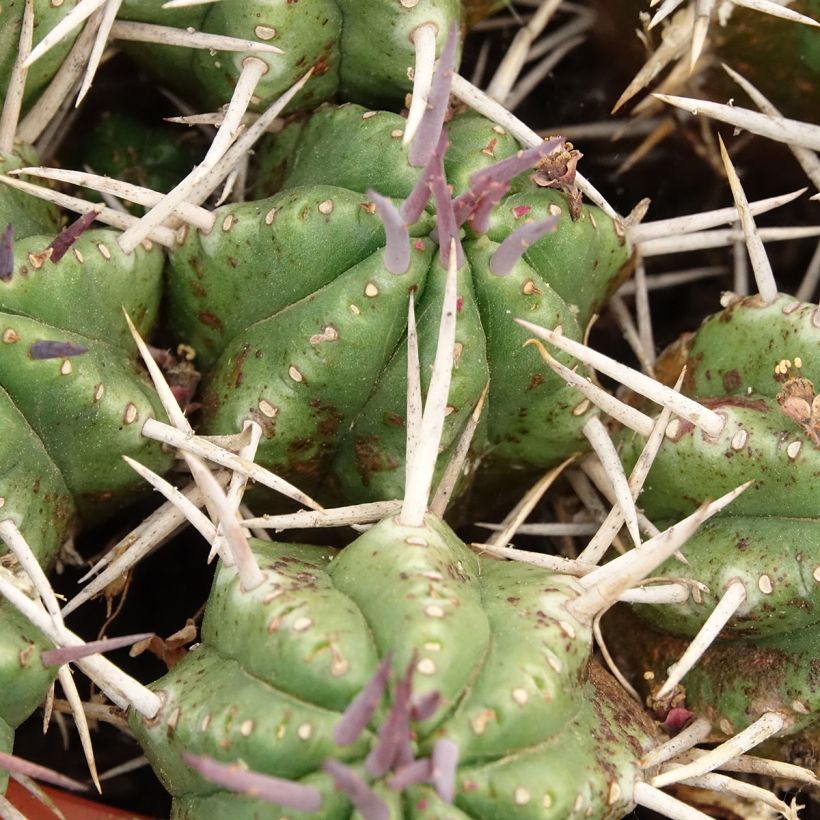 Euphorbia mammillaris - Melkdistelcactus (Blad)