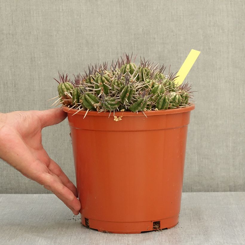 Exemplaar van Euphorbia mammillaris - Melkdistelcactus Pot van 4 l/5 l zoals geleverd in de zomer
