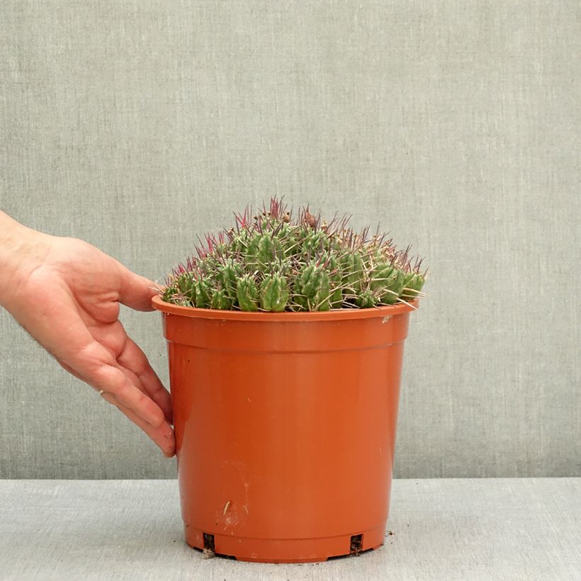 Exemplaar van Euphorbia mammillaris - Melkdistelcactus Pot van 4 l/5 l zoals geleverd in de lente