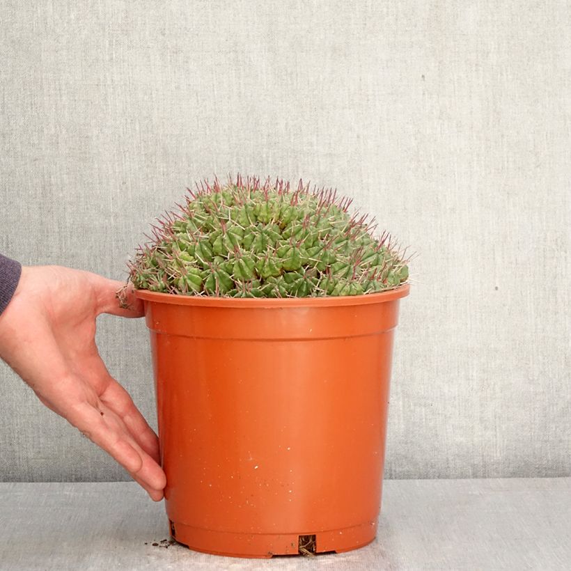 Exemplaar van Euphorbia meloformis - Meloformis-wolfsmelk Pot van 4 l/5 l zoals geleverd in de lente