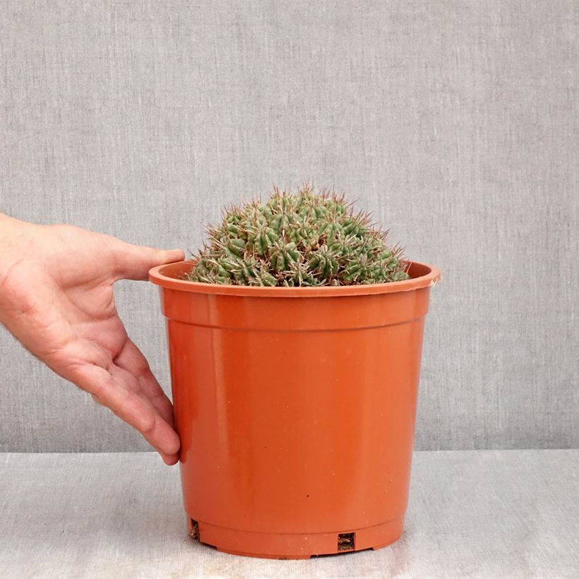 Exemplaar van Euphorbia meloformis - Meloformis-wolfsmelk Pot van 4 l/5 l zoals geleverd in de zomer