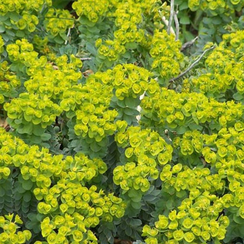 Euphorbia myrsinites - Wolfsmelk (Groeiplaats)