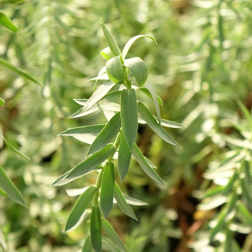 Euphorbia pithyusa Ponte Leccia - Wolfsmelk (Blad)