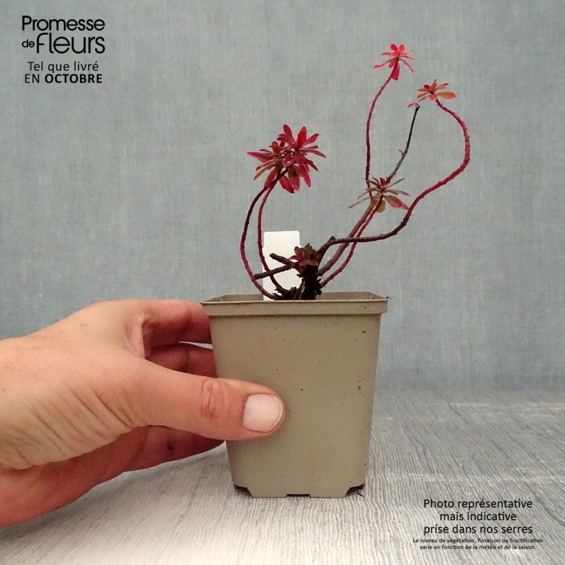 Exemplaar van Euphorbia polychroma Bonfire - Kleurige wolfsmelk Kweekpotje van 8/9 cm zoals geleverd in de herfst