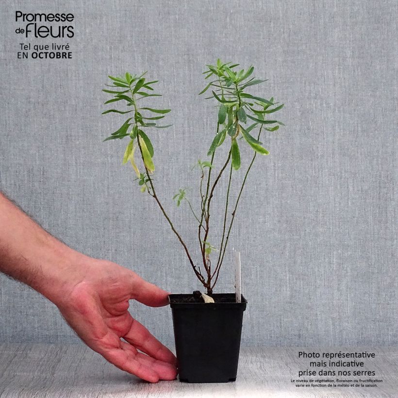 Exemplaar van Euphorbia polychroma - Kleurige wolfsmelk Kweekpotje van 8/9 cm zoals geleverd in de herfst