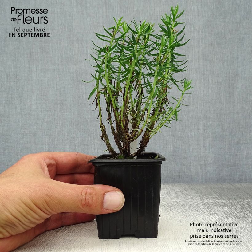 Exemplaar van Euphorbia pithyusa - Wolfsmelk Kweekpotje van 8/9 cm zoals geleverd in de herfst