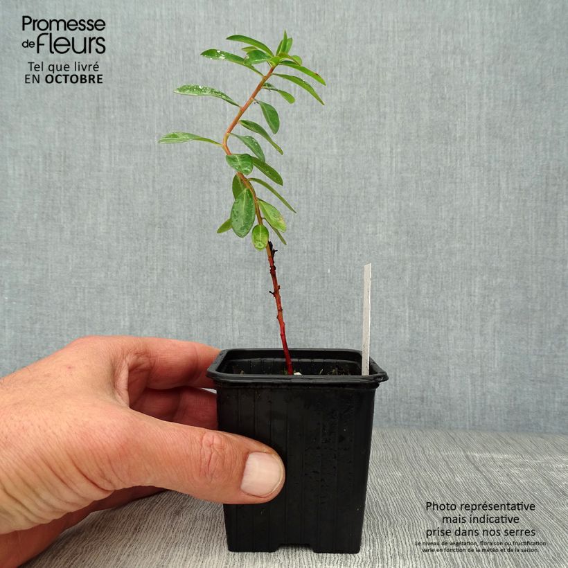 Exemplaar van Euphorbia schillingii - Wolfsmelk Kweekpotje van 8/9 cm zoals geleverd in de herfst