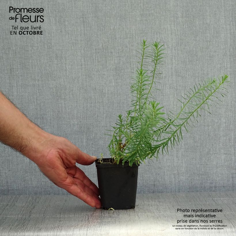 Exemplaar van Euphorbia seguieriana niciciana - Wolfsmelk Kweekpotje van 8/9 cm zoals geleverd in de herfst