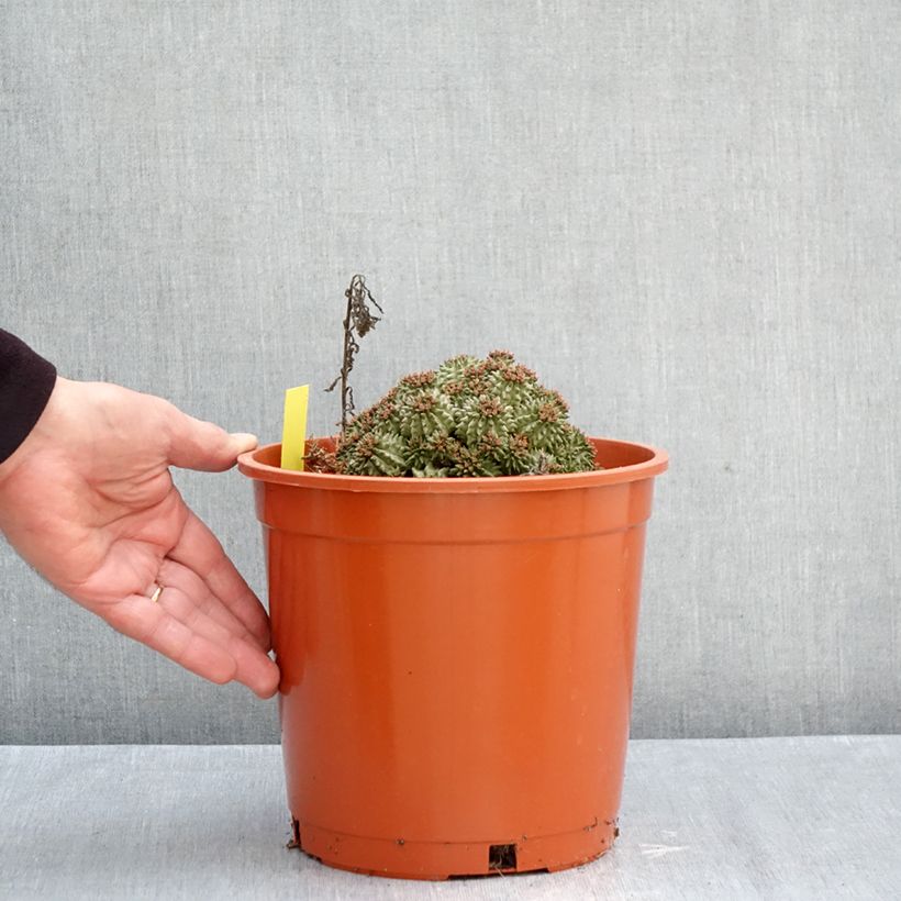 Exemplaar van Euphorbia suzannae - Wolfsmelk Pot van 4 l/5 l zoals geleverd in de herfst