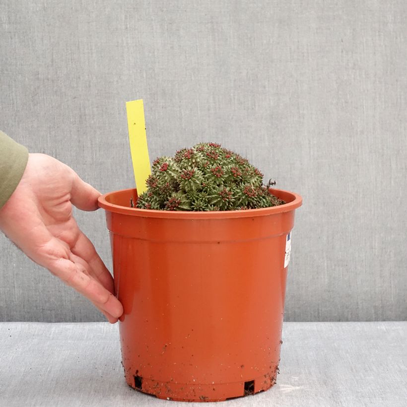 Exemplaar van Euphorbia suzannae - Wolfsmelk Pot van 4 l/5 l zoals geleverd in de winter