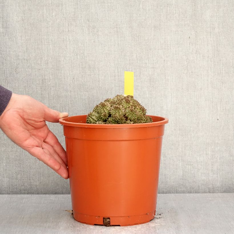 Exemplaar van Euphorbia suzannae - Wolfsmelk Pot van 4 l/5 l zoals geleverd in de lente
