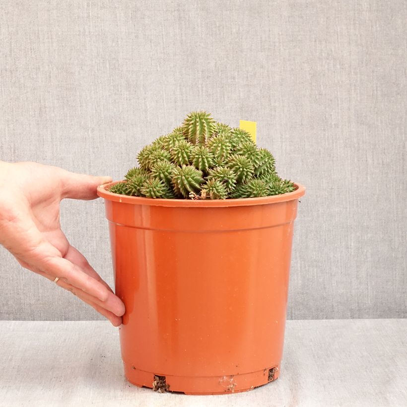 Exemplaar van Euphorbia suzannae - Wolfsmelk Pot van 4 l/5 l zoals geleverd in de zomer