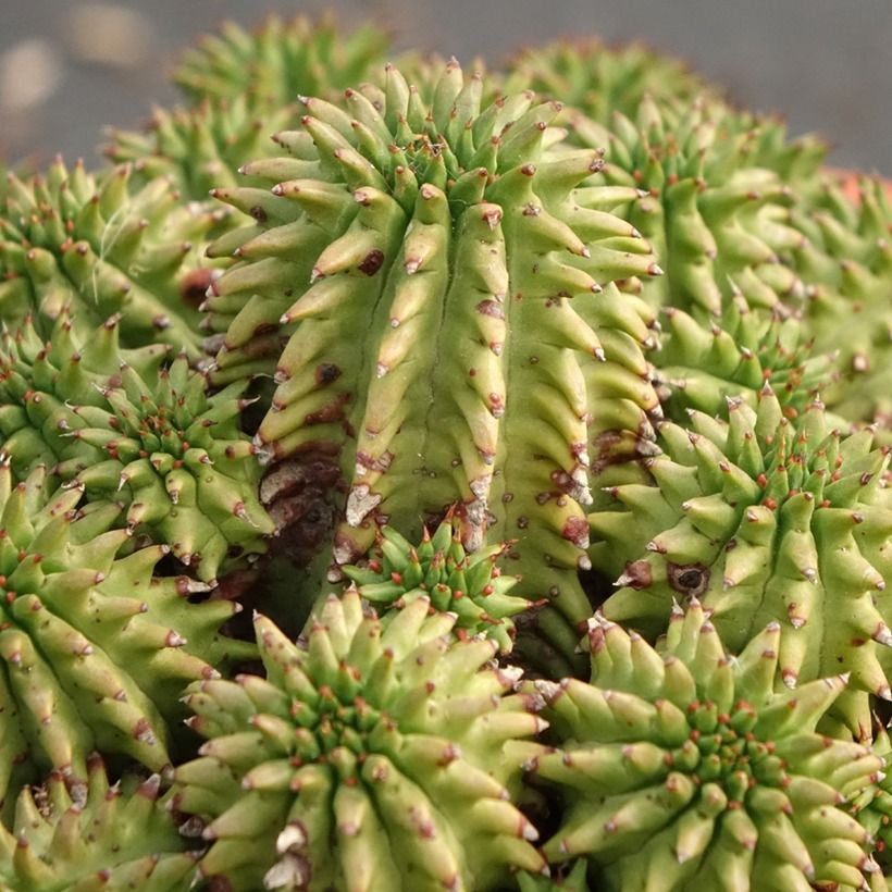 Euphorbia suzannae - Wolfsmelk (Blad)