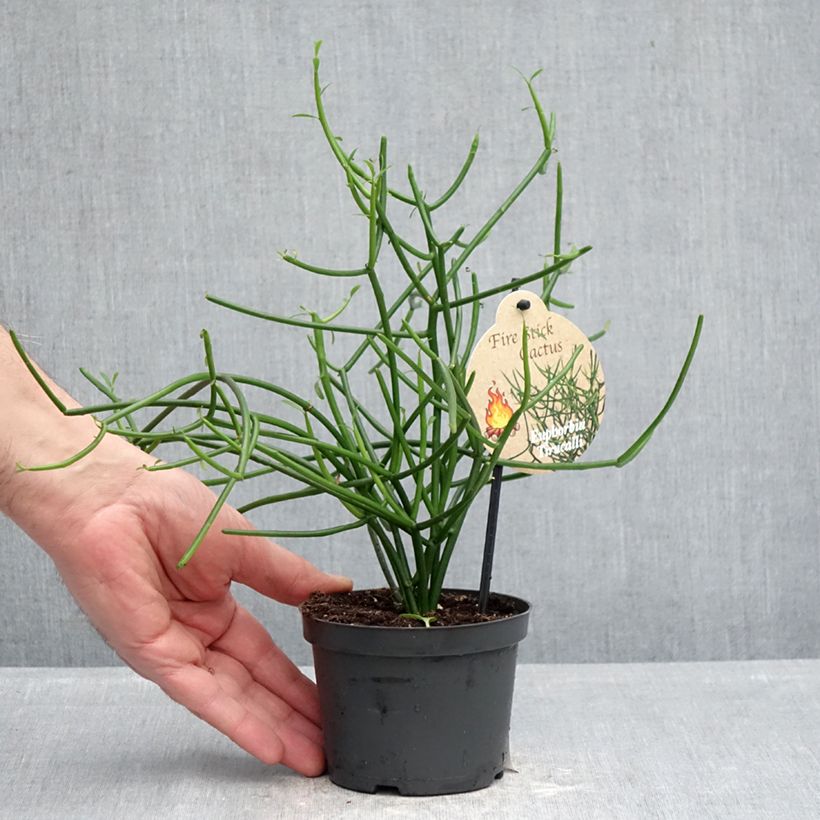 Exemplaar van Euphorbia tirucalli - Potloodplant Pot van 12 cm / 13 cm zoals geleverd in de lente