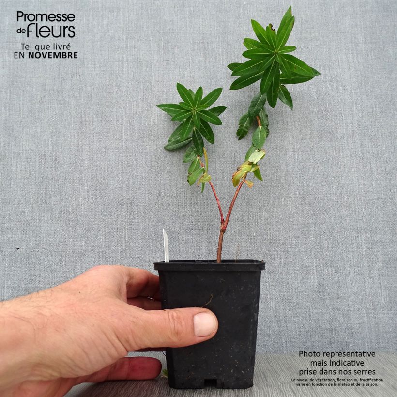 Exemplaar van Euphorbia wallichii - Wolfsmelk Kweekpotje van 8/9 cm zoals geleverd in de herfst