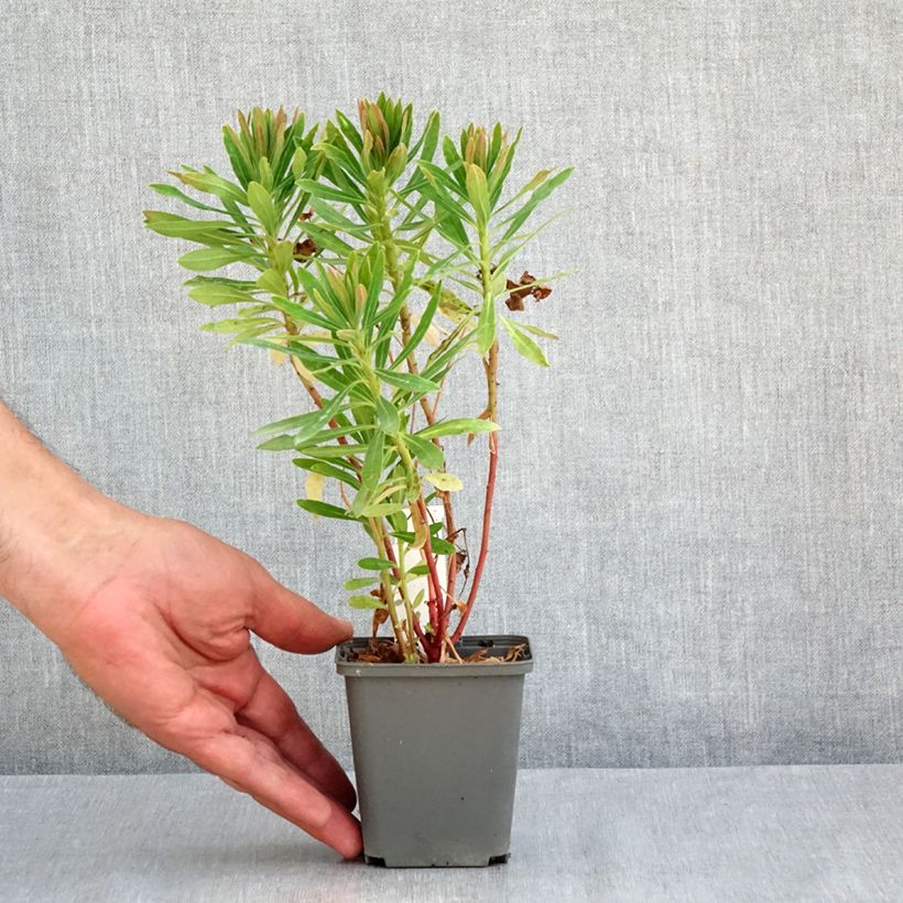 Exemplaar van Euphorbia Baby Charm - Wolfsmelk Kweekpotje van 8/9 cm zoals geleverd in de zomer