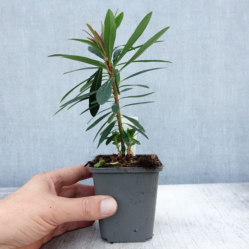 Exemplaar van Euphorbia Baby Charm - Wolfsmelk Kweekpotje van 8/9 cm zoals geleverd in de herfst